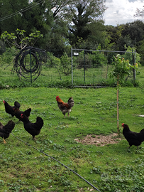 Gallina Marans e Olive Egger