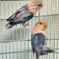 Coppia inseparabili Fisher mutati