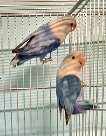 Coppia inseparabili Fisher mutati