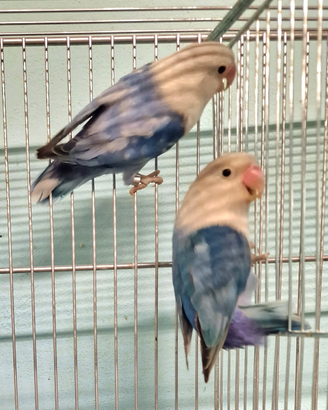 Coppia inseparabili Fisher mutati