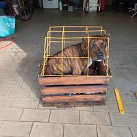 TRASPORTINO X CANI TAGLIA MEDIO PICCOLA