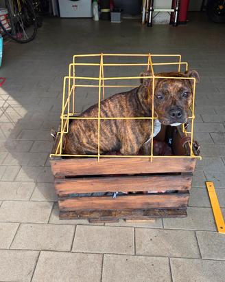 TRASPORTINO X CANI TAGLIA MEDIO PICCOLA