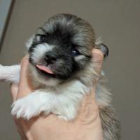 Spitz di Pomerania nano