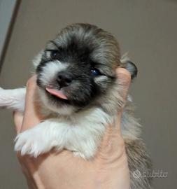 Spitz di Pomerania nano