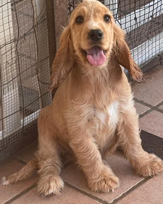 Cocker cuccioli