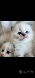 Ragdoll con pedigree