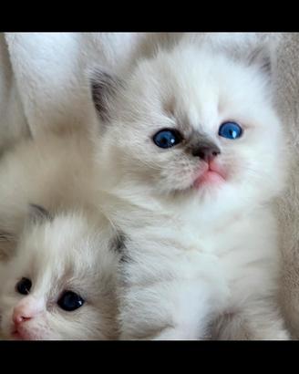 Ragdoll con pedigree