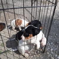 Cuccioli jack russel