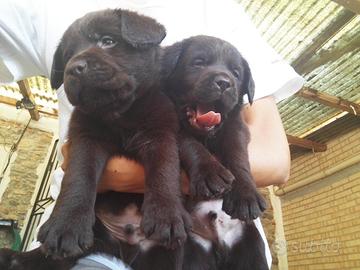 Cuccioli Labrador cioccolato con pedigree