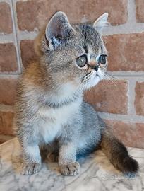 Exotic Shorthair(simile) Tortie Tabby SHELL