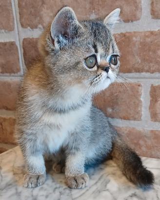 Exotic Shorthair(simile) Tortie Tabby SHELL