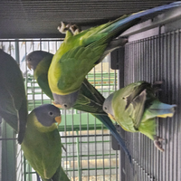 Parrocchetto testa di prugna