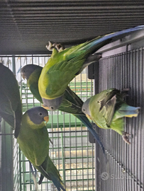 Parrocchetto testa di prugna