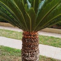 cycas di circa 20 anni. 
