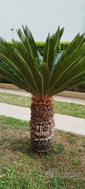 cycas di circa 20 anni. 