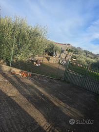 Terreno con casa rurale
