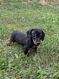 Cuccioli bassotto