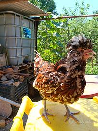 Gallina padovana tricolore