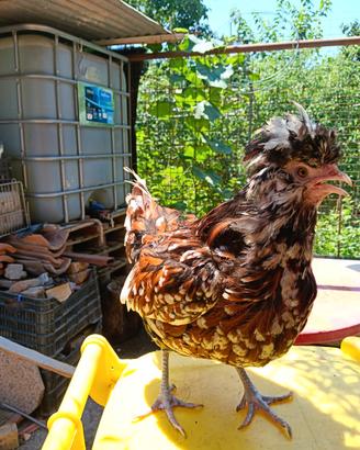 Gallina padovana tricolore