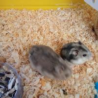 Do i miei due criceti in cambio di due bianchi