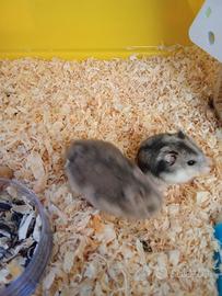 Do i miei due criceti in cambio di due bianchi