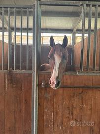 Pony 11 anni