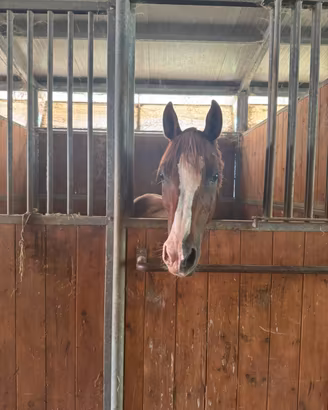 Pony 11 anni