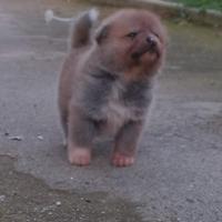 Akita cuccioli pedigree