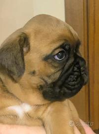 Boxer cuccioli