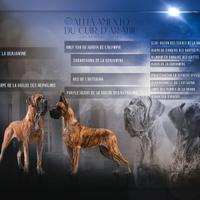 Alani Fulvi e Tigrati