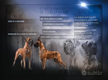 Alani Fulvi e Tigrati