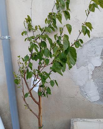 Albero di gelso nero di Otranto 