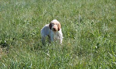 Spinone Italiano pronta caccia