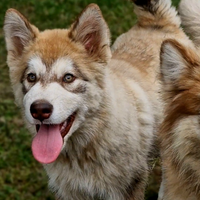 Alaskan malamute