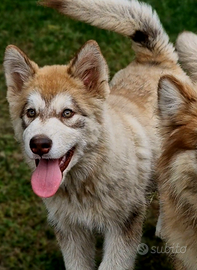 Alaskan malamute