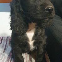 Cocker spaniel inglese