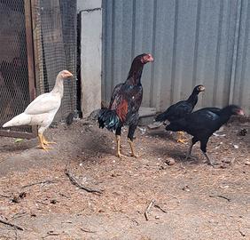 4 Galli di Razza Aseel