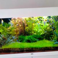 Piante per Acquario e/o Talee