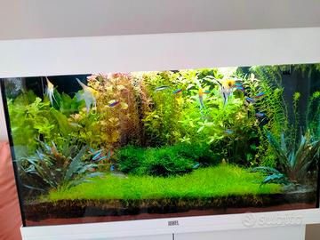 Piante per Acquario e/o Talee