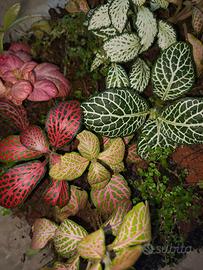 terrari/ampolle bioattivi