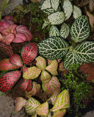 terrari/ampolle bioattivi