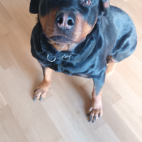 Rottweiler femmina 5 anni