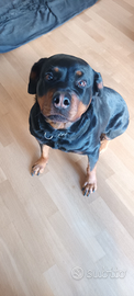 Rottweiler femmina 5 anni