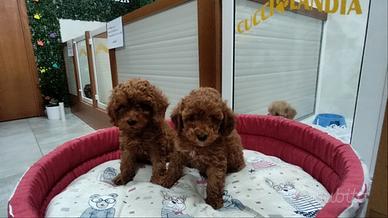 Barboncino toy red 3F 2M anche a rate