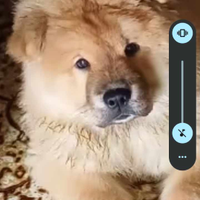 Chow chow