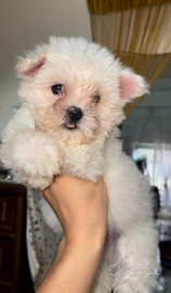 Maltese