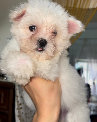 Maltese