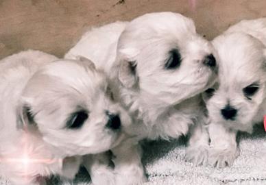Mini toy maltese cuccioli