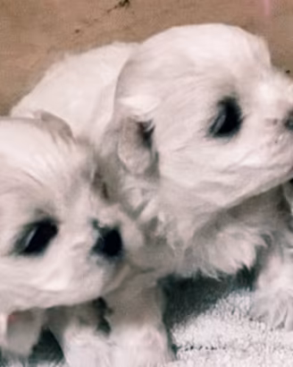 Mini toy maltese cuccioli