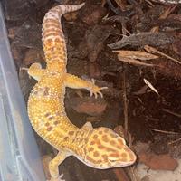 Gechi leopardini